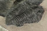 Huge Gravicalymene Trilobite - New York #14047-2